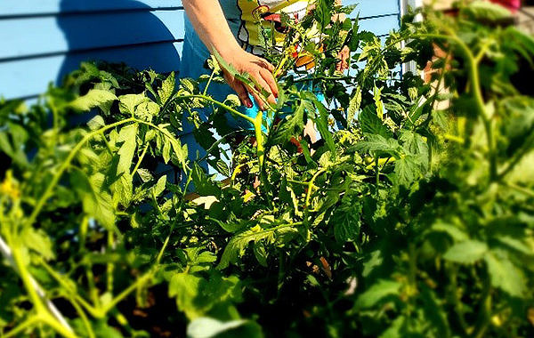 A person's hand adjusting a tomato plant