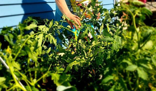 A person's hand adjusting a tomato plant