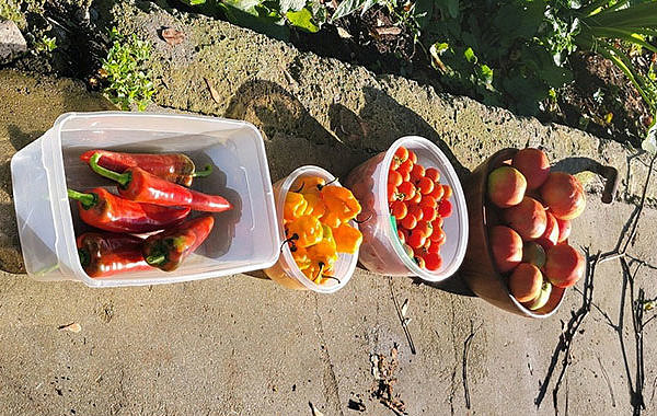 Plastic containers of fruits and vegetables laid out on a sidewalk