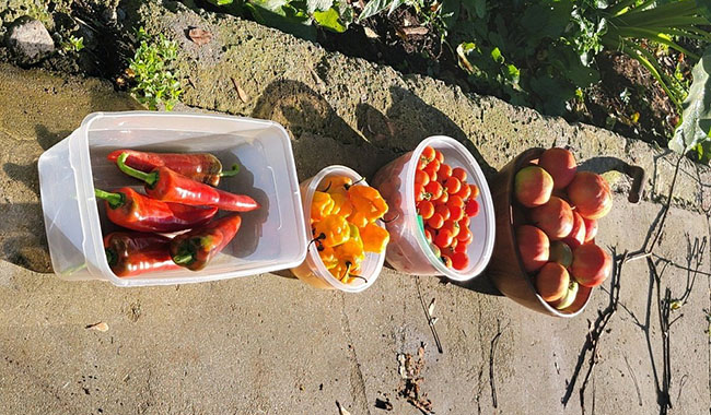 Plastic containers of fruits and vegetables laid out on a sidewalk